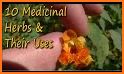 Medicinal plants related image