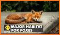 Foxes Connect related image