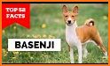 Basenji Dog TB09 related image