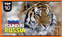 EcoGuide: Russian Wild Mammals related image