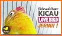 Master Kicau Lovebird related image