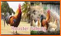 Talking Rooster: Funny Chicken Games 2021 related image