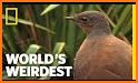 Lyrebird: Learn ENGLISH related image