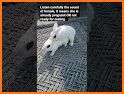 Farming Rabbit Escape - A2Z related image