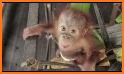 Happy Orangutan - palm oil related image