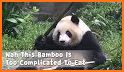 Cute Eating Bamboo Baby Panda Theme related image