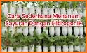 tips cara menanam brokoli hidroponik sederhana related image