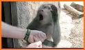 ApeMe - Create funny ape selfies related image