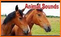 Animals Sound Ringtones Offline 2020 related image