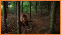 Grizzly bears: Honeycomb Wild Bear Mountain related image