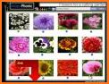 Purple Tulips Flower Garden Theme related image