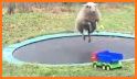 Trampoline Animal related image