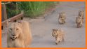 Lioness Travel related image