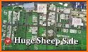 Sheep Market related image