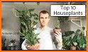 Houseplants related image