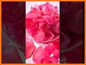 Roses Live Wallpapers For My Love, Flowers HD 4k related image