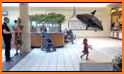 Flying Shark Simulator : RC Shark Games related image