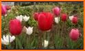 Purple Tulips Flower Garden Theme related image