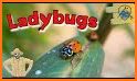 Goody Preschool Ladybugs related image