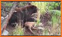 Grizzly bears: Honeycomb Wild Bear Mountain related image