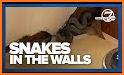 Snake  Vs Wall related image