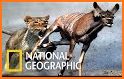 Nat Geo Wild related image