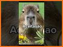 Cuida a Capybara related image