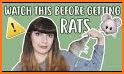 How to Take Care of a Pet Rat related image