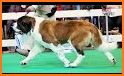 St. Bernards Pro related image