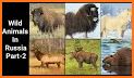 EcoGuide: Russian Wild Mammals related image