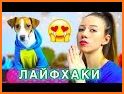 Dogsy – Возьмём собаку в гости! related image