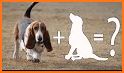 Basset Hound CD10 related image