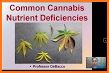 GrowCush - Cannabis deficiency detection related image