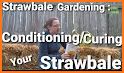 Straw Bale Gardens related image