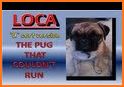 Joy The Pug related image