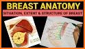 Breast Anatomy related image