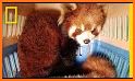 Red Pandas Adventure related image