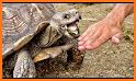 Tortoise related image