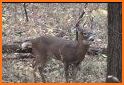 Whitetail Deer Hunting Calls related image