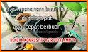 tips praktis belajar tanaman buah menguntungkan related image