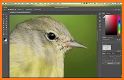 Bird Photo Frame related image