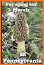 Ohio Mushroom Forager Map Morels Chanterelles related image