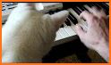 Cat Piano. Sounds-Music related image