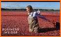 Cranberry Harvest related image