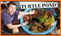 Hey Turtle related image