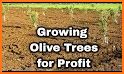 Profit Tree related image