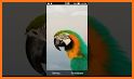 Love Parrots Keyboard Theme related image