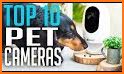 Dog Monitor: Puppy video cam related image