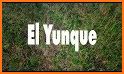 El Yunque National Forest related image