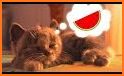 Cute Kitty Cat Care - Pet Daycare Activities Game related image